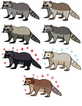 Different Color Racoon Similar Art to