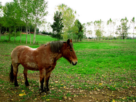 the horse chilean