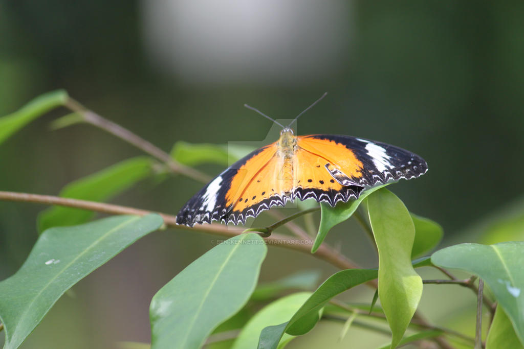 Spring Butterfly 3