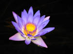 Water Lily by Ben-Kennett