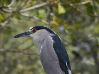 Costa Rica river birds