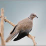 Laughing Dove