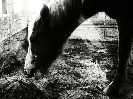 afternoon pony ii