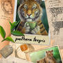 Panthera teagris - the tea tiger