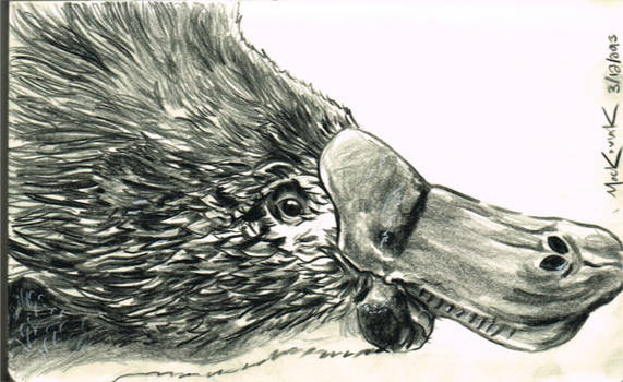 Platypus sketch