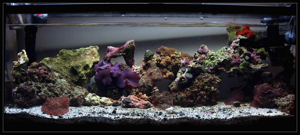 7 7gal Pico Reef Tank By Oobrieoo On Deviantart