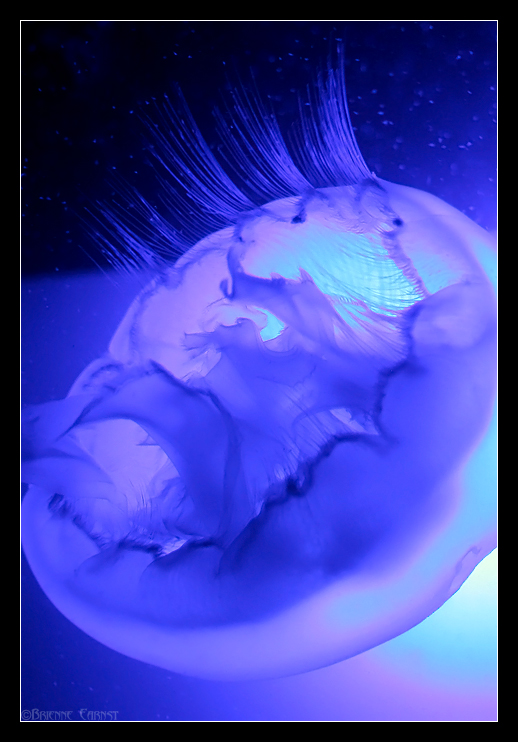 Moon Jelly