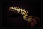 Jaguar Carpet Python portrait by oOBrieOo