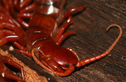 Scolopendra subspinipes II