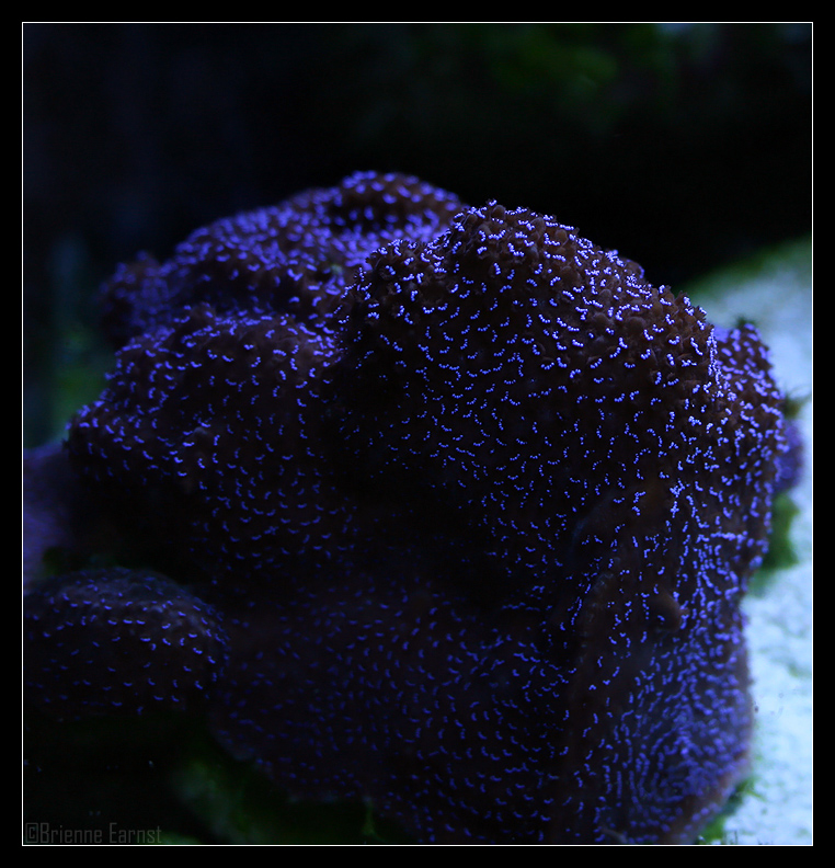 ziggy stardust montipora