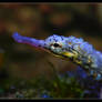 Dragonface Pipefish