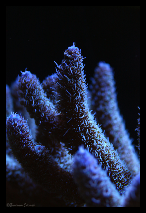 Blue Acro. millepora coral