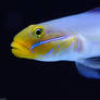 Golden Head Sleeper Goby