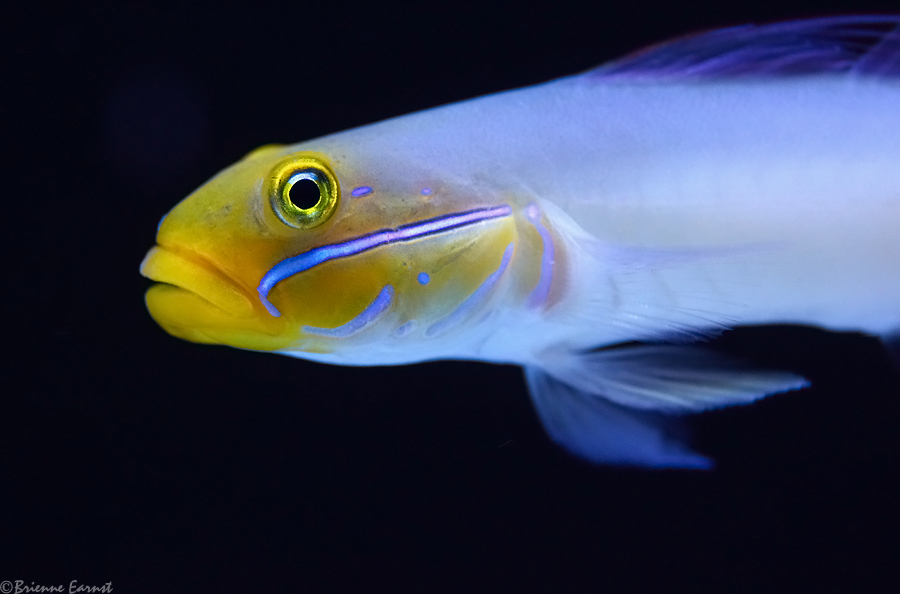 Golden Head Sleeper Goby