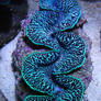 Tuamotu Maxima Clam, Blue