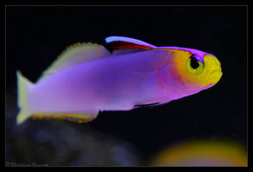 Helfrichi Firefish