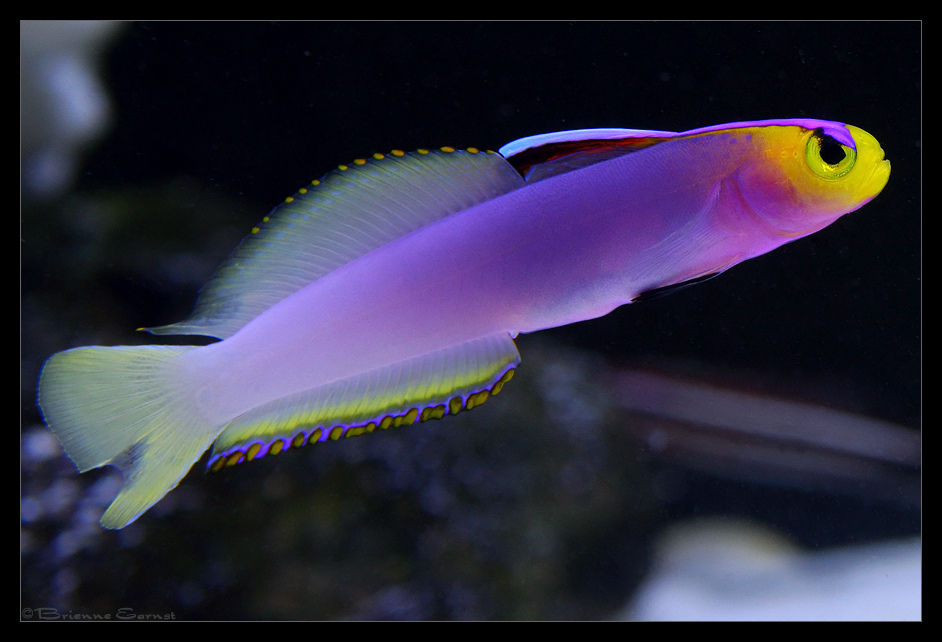Helfrichi Firefish II by oOBrieOo on DeviantArt