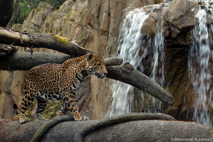 Jaguar, waterfall by oOBrieOo on DeviantArt