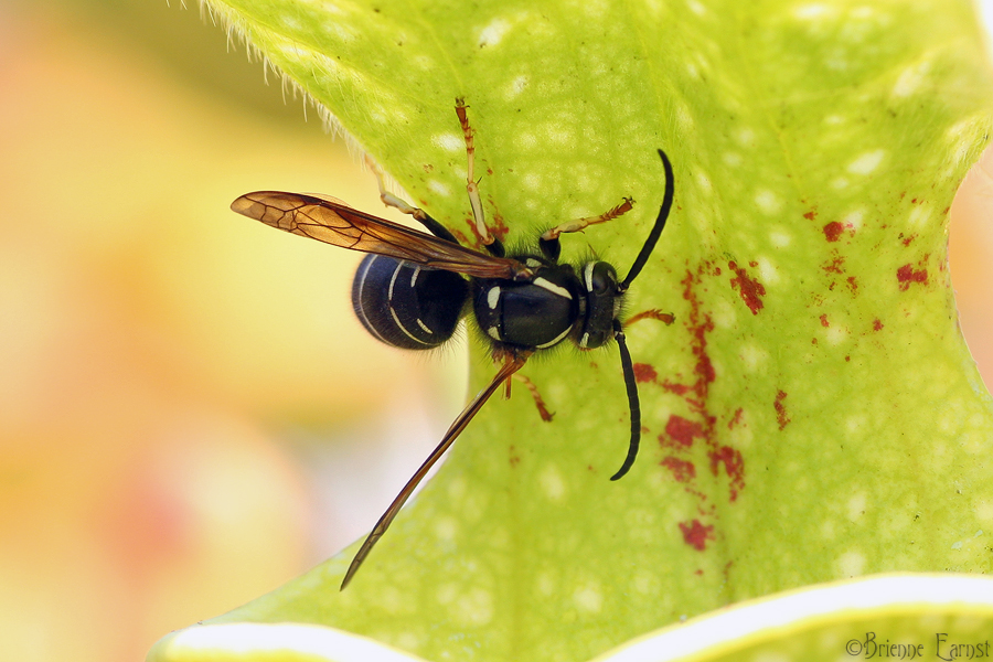 Wasp on S. flava