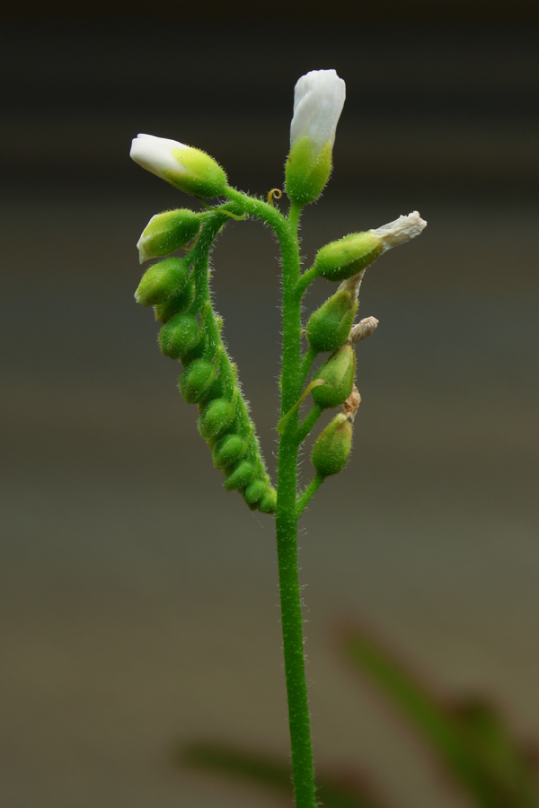 Drosera capensis 'Alba' flower bud