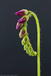 Drosera capensis flower stalk