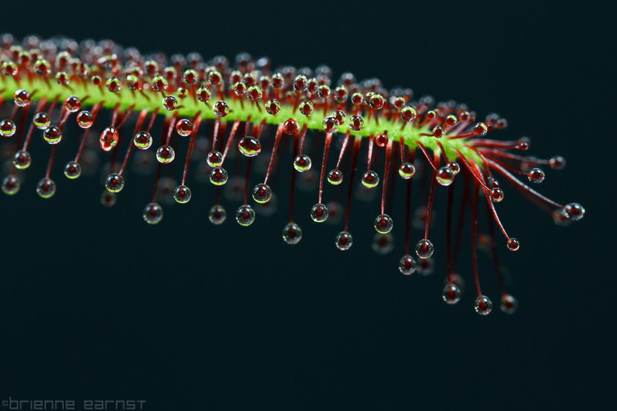 Drosera dew