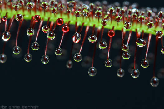 Drosera dew II