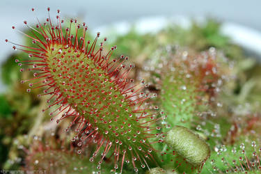 Drosera graomologensis