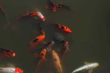 Koi at the Seattle Japanese Gardens