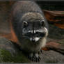 Raccoon II