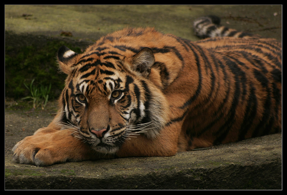 Bengal Tiger III