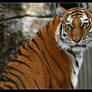 Amur Tiger