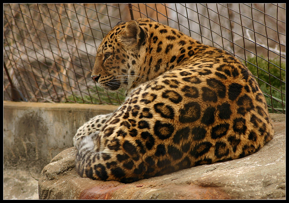 Amur Leopard