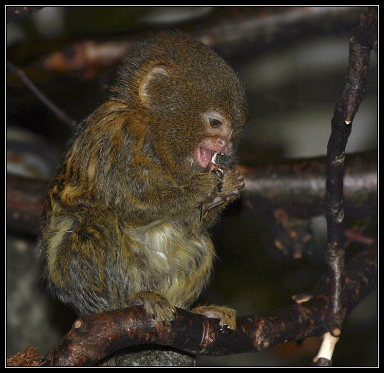 Pygmy Marmoset II