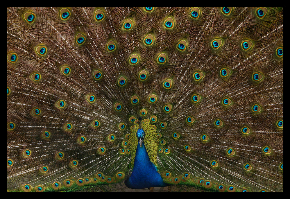 Peacock II