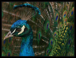 Peacock, Close and Personal
