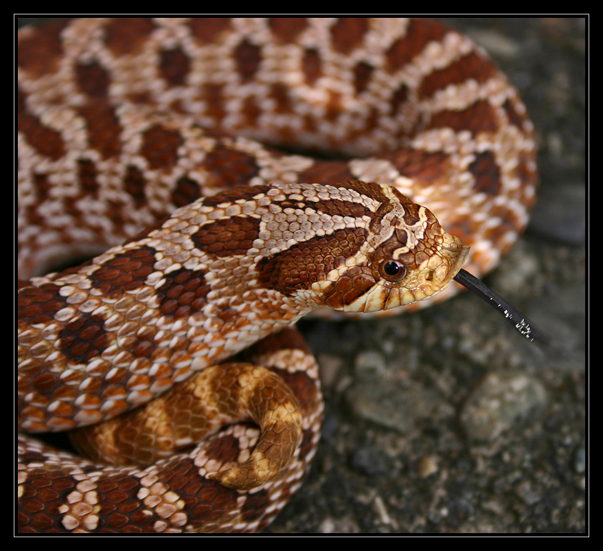 Jiro the Hognose IV