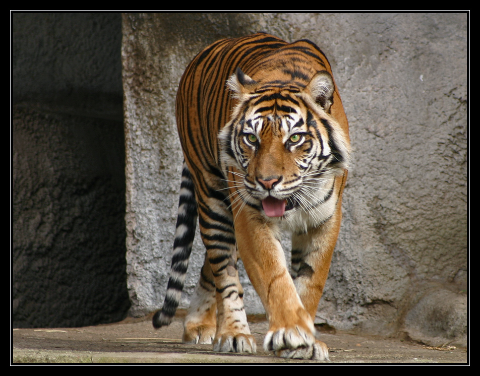 Bengal Tiger