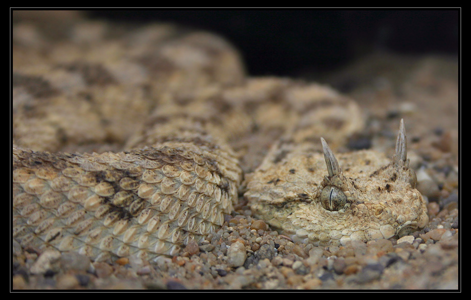 Horned Viper