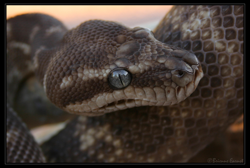 Rough Scaled Python