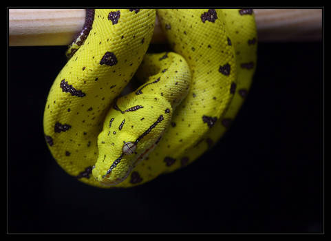 Merauke Green Tree Python