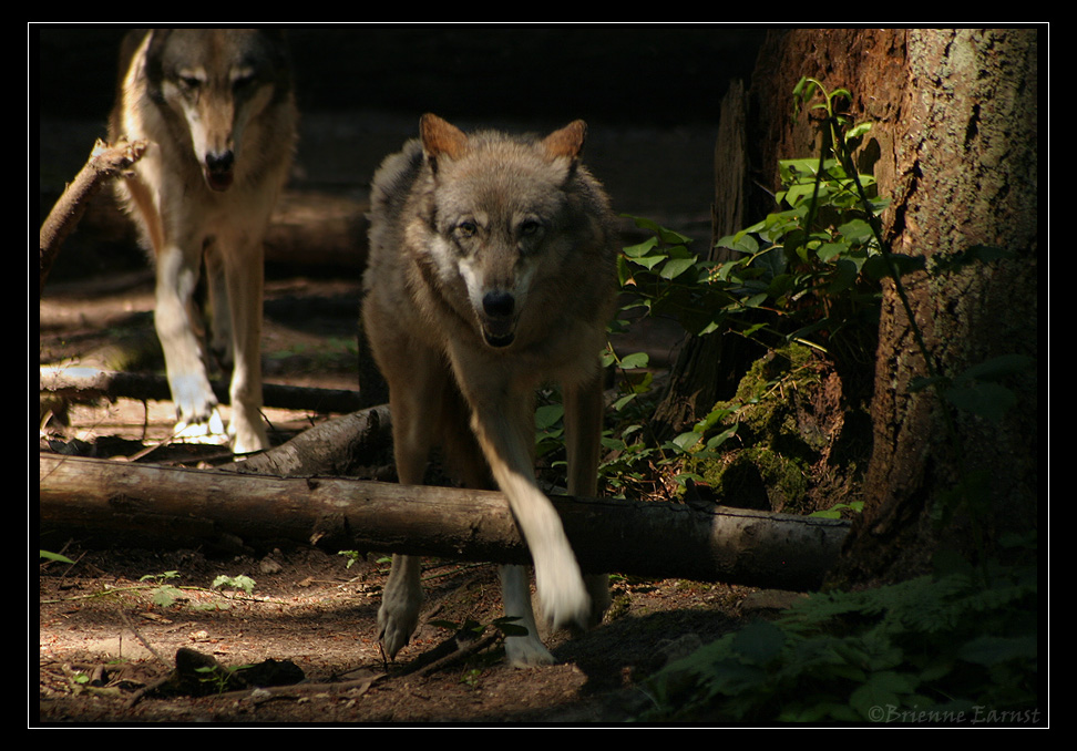 Brothers.... Grey wolves.