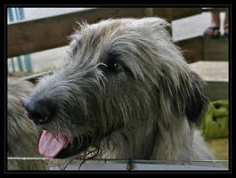 Male Wolfhound portrait