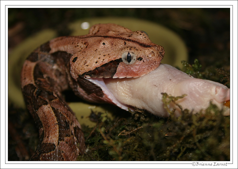 Gaboon viper feeding series I