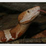 Osage Copperhead