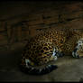 Jaguar, safe retreat
