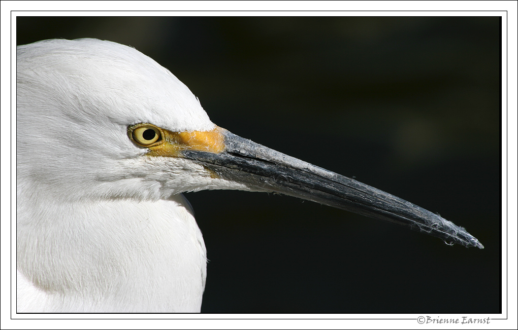 Snowy Egret portrait