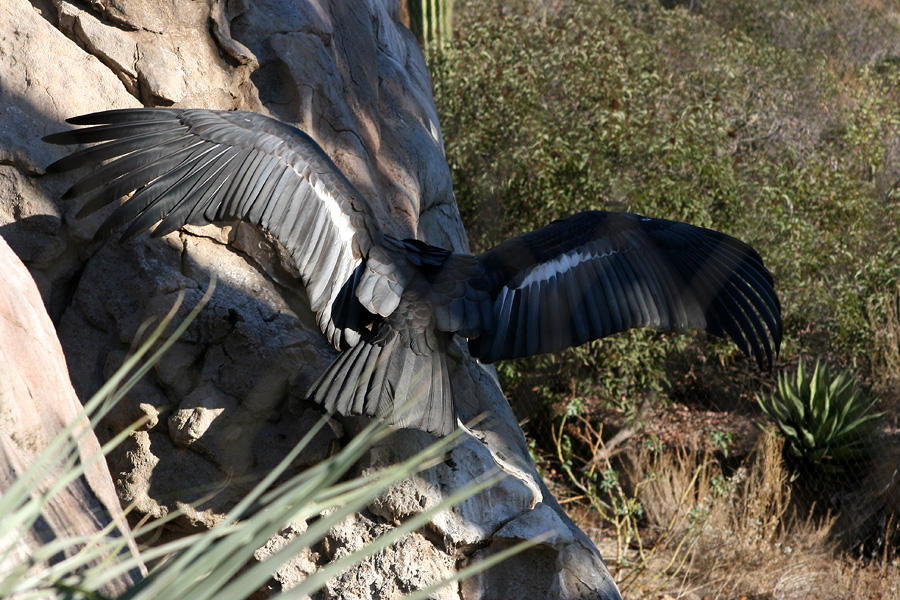 California Condor Animation California Condor by oOBrieOo on DeviantArt