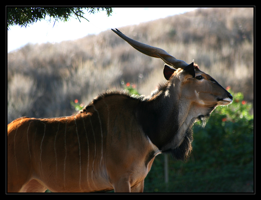 Greater Eland III