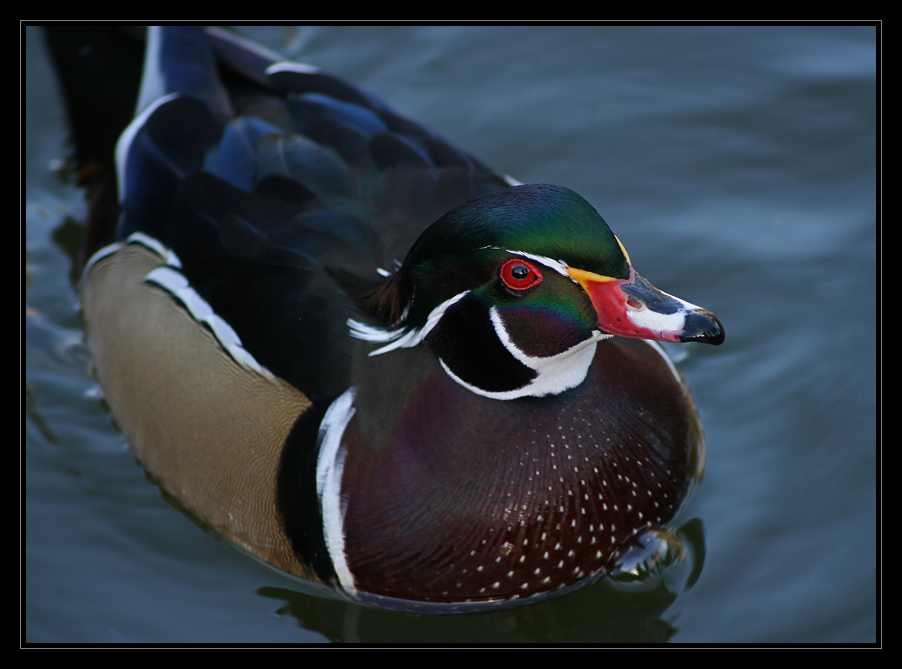 Wood Duck